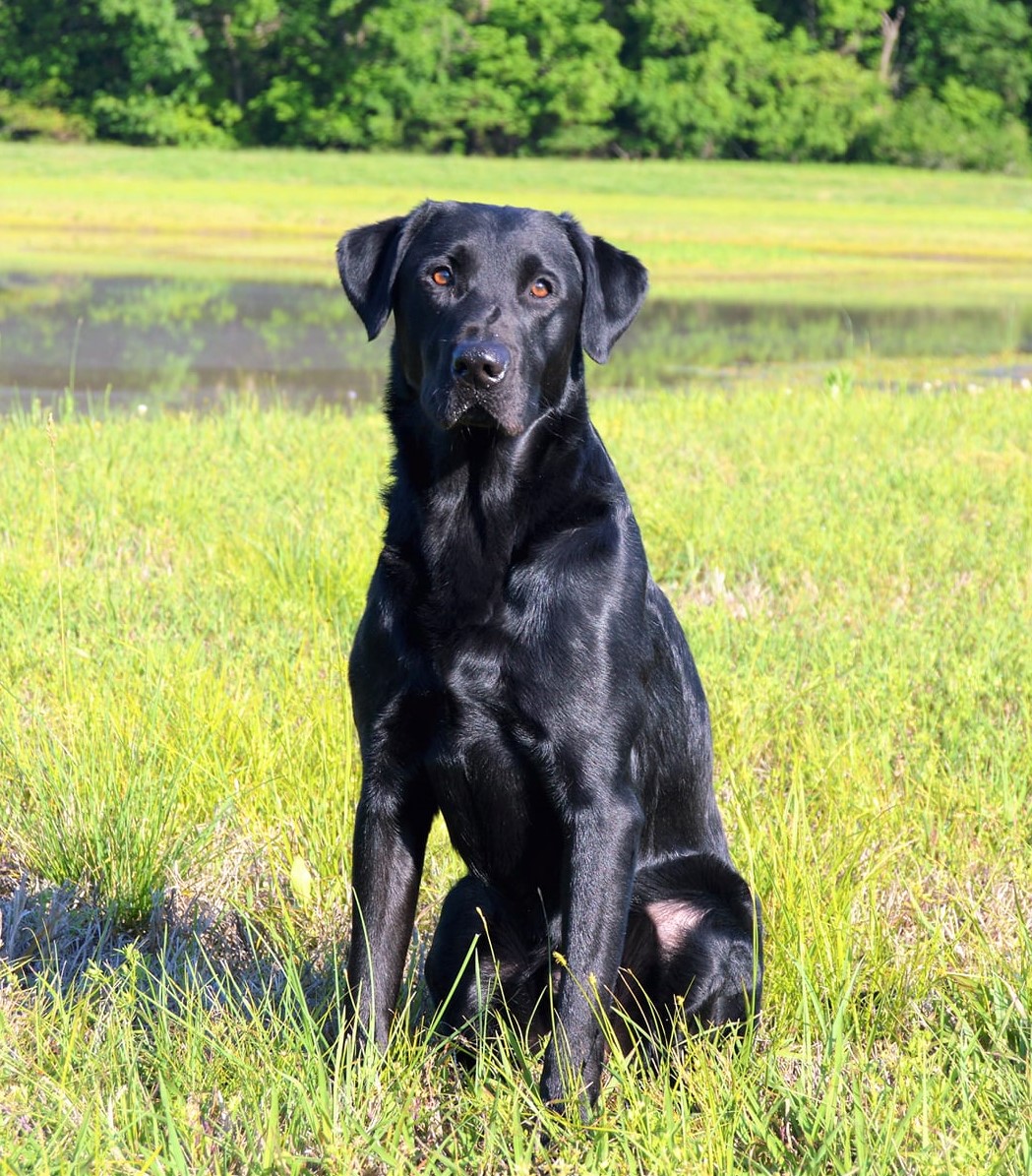 HRCH FR's Black Hills Little Bandit MH | Black Labrador Retriver