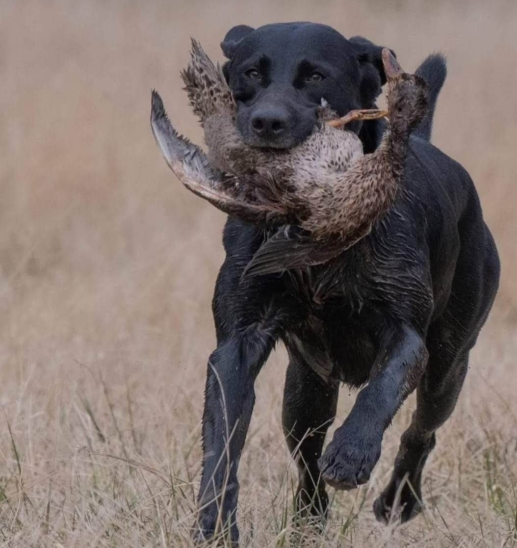 Candlewoods Five Star General Of The Deep Blue MH | Black Labrador Retriver