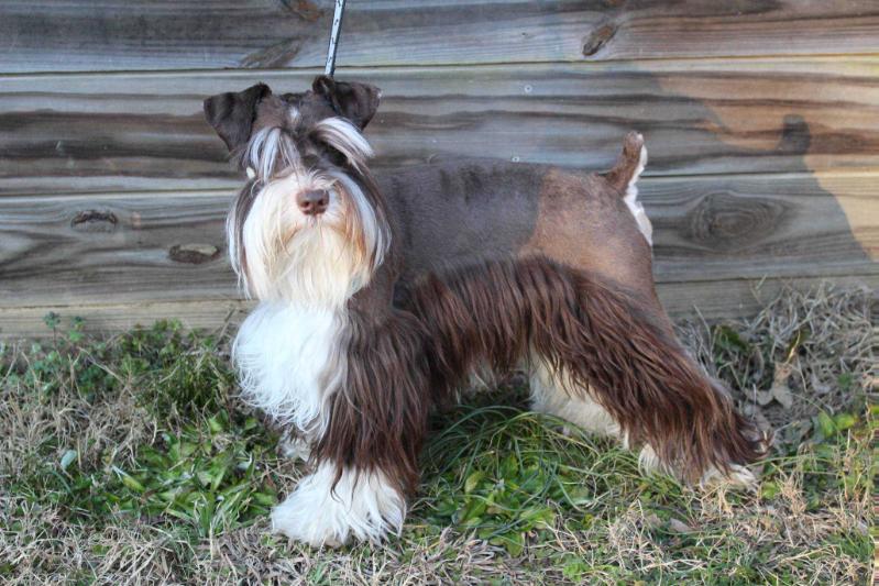 McDorable's samson the great | Miniature Schnauzer 