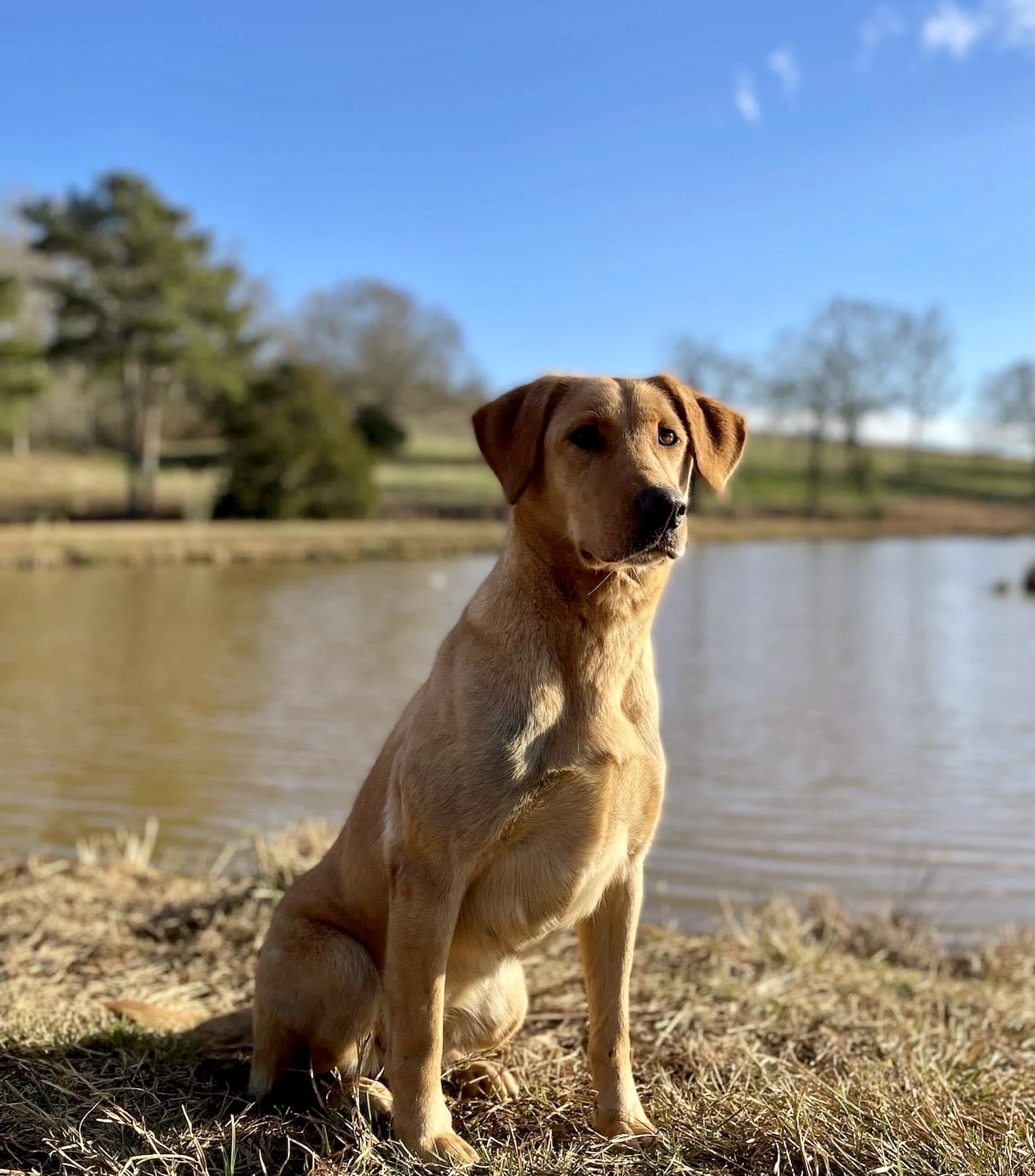 Wk’s Hawkeyes Hold On Tight Callie JH | Yellow Labrador Retriver