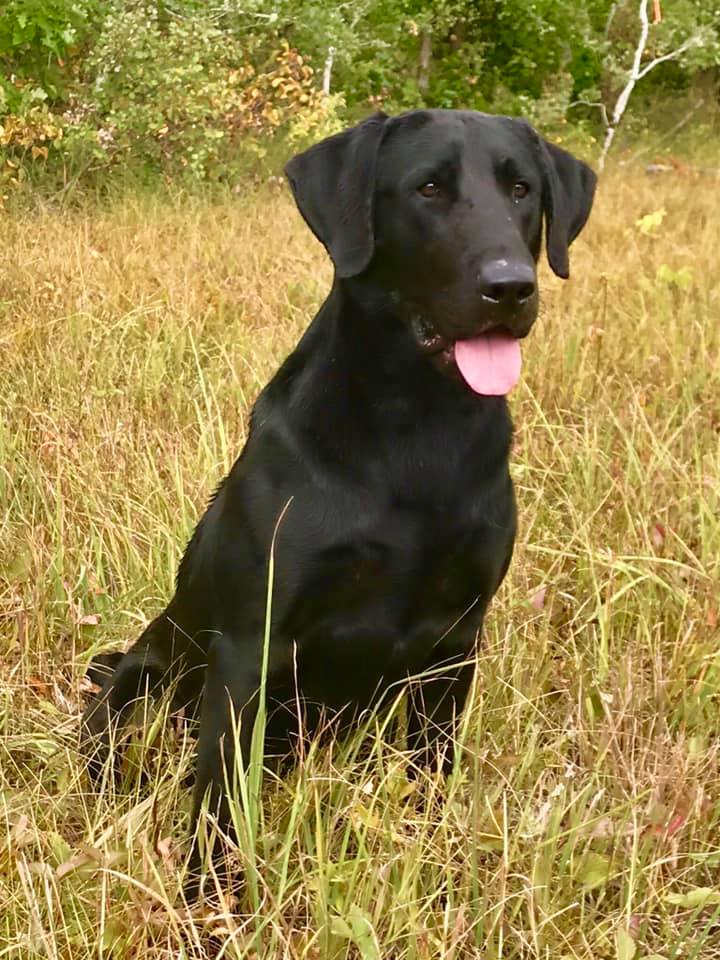 Oldsquaw's Saint Jude QAA | Black Labrador Retriver