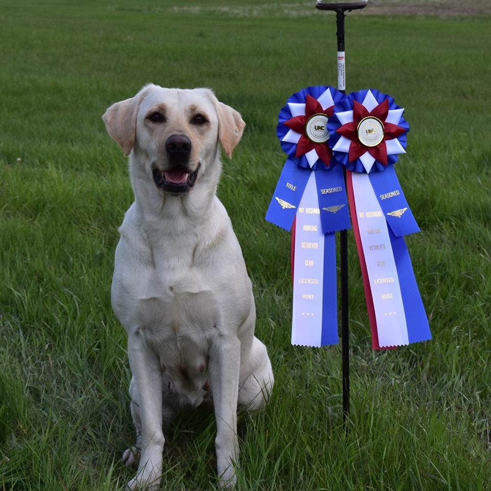 HRCH Heidi's Little Ellie Bug | Yellow Labrador Retriver