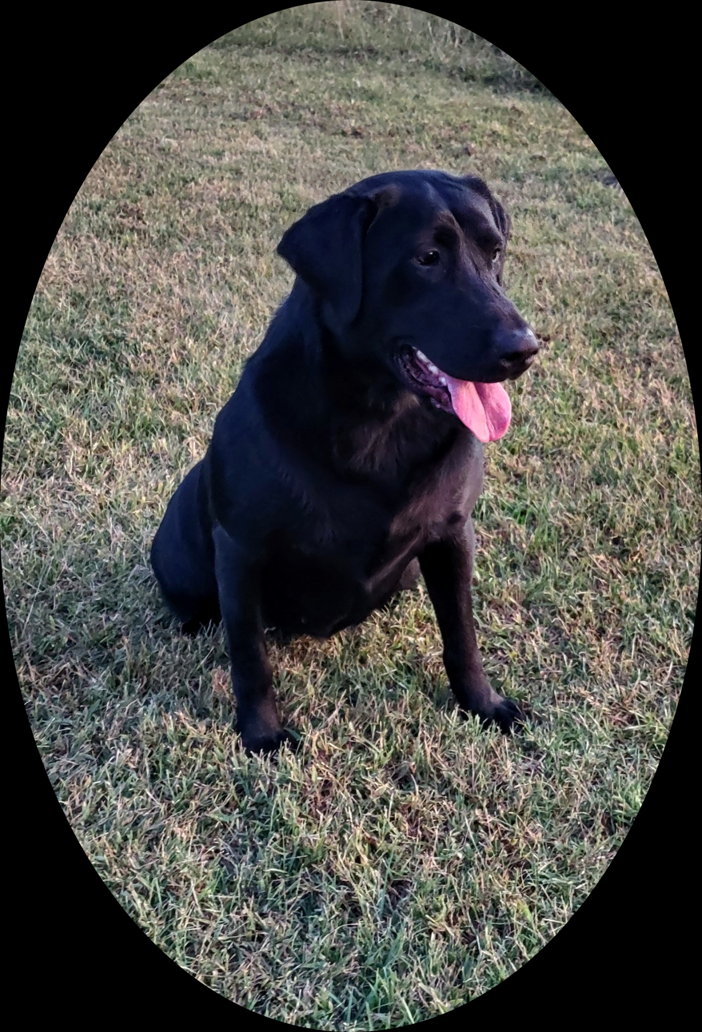 Fowlplay's Bottomland Girl | Black Labrador Retriver