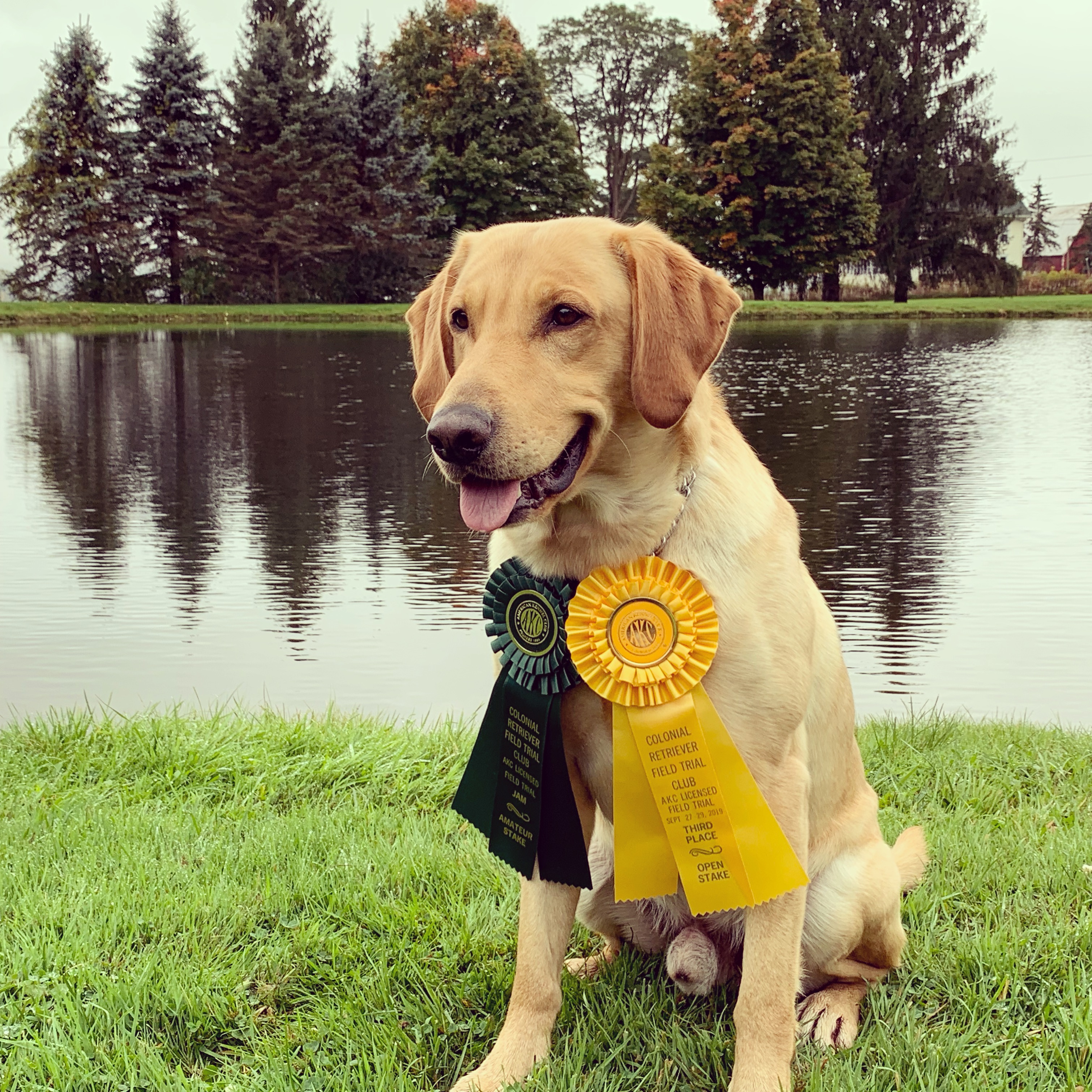 AFC October Sky’s Sweet Baby Beauregard | Yellow Labrador Retriver