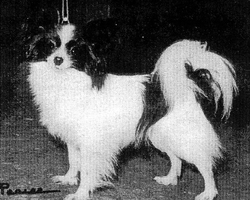 Fircrest Filette | Papillon 