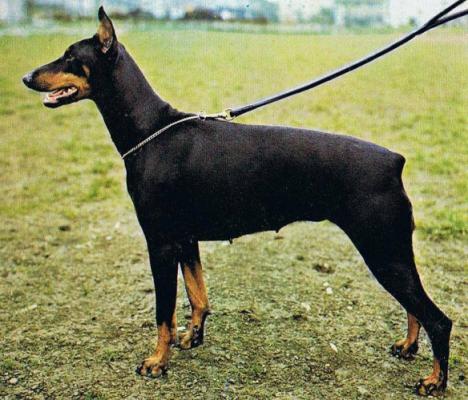 Valkirie de la Morlière | Black Doberman Pinscher