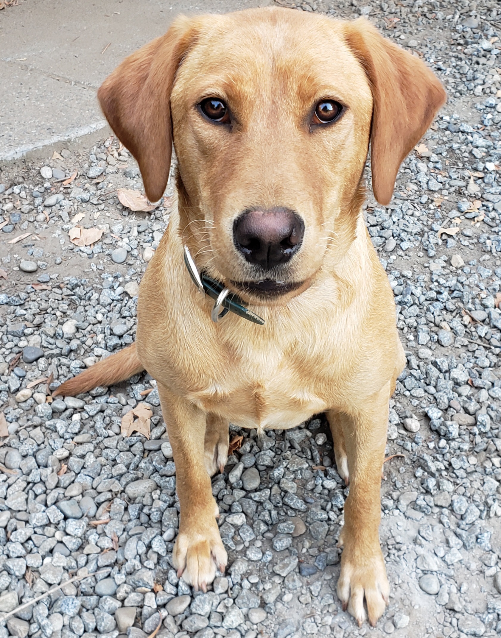 The Brown's Where There's Smoke, There's Fire | Yellow Labrador Retriver