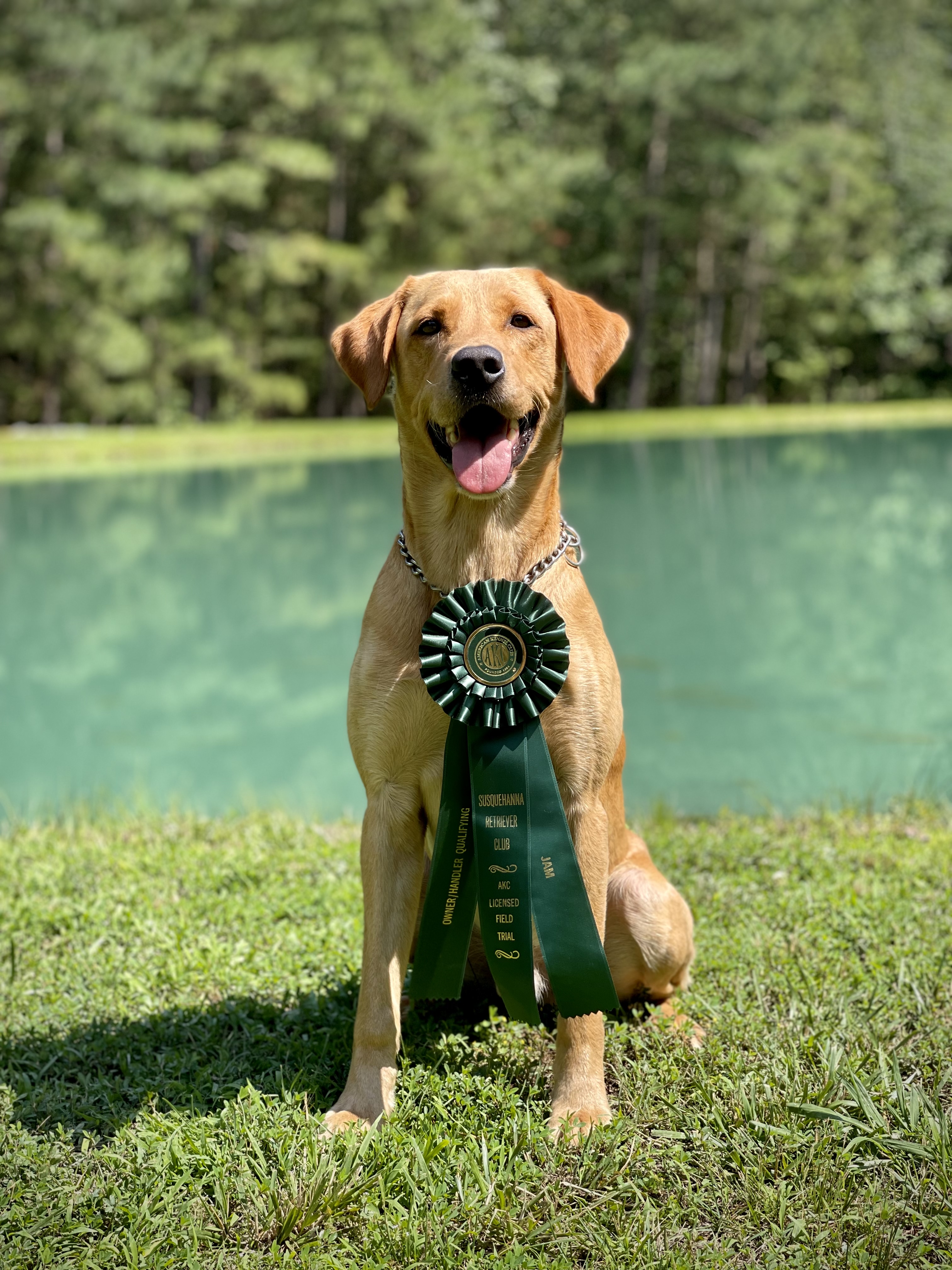 HRCH Goose Creeks Here Comes The Boom MH | Yellow Labrador Retriver