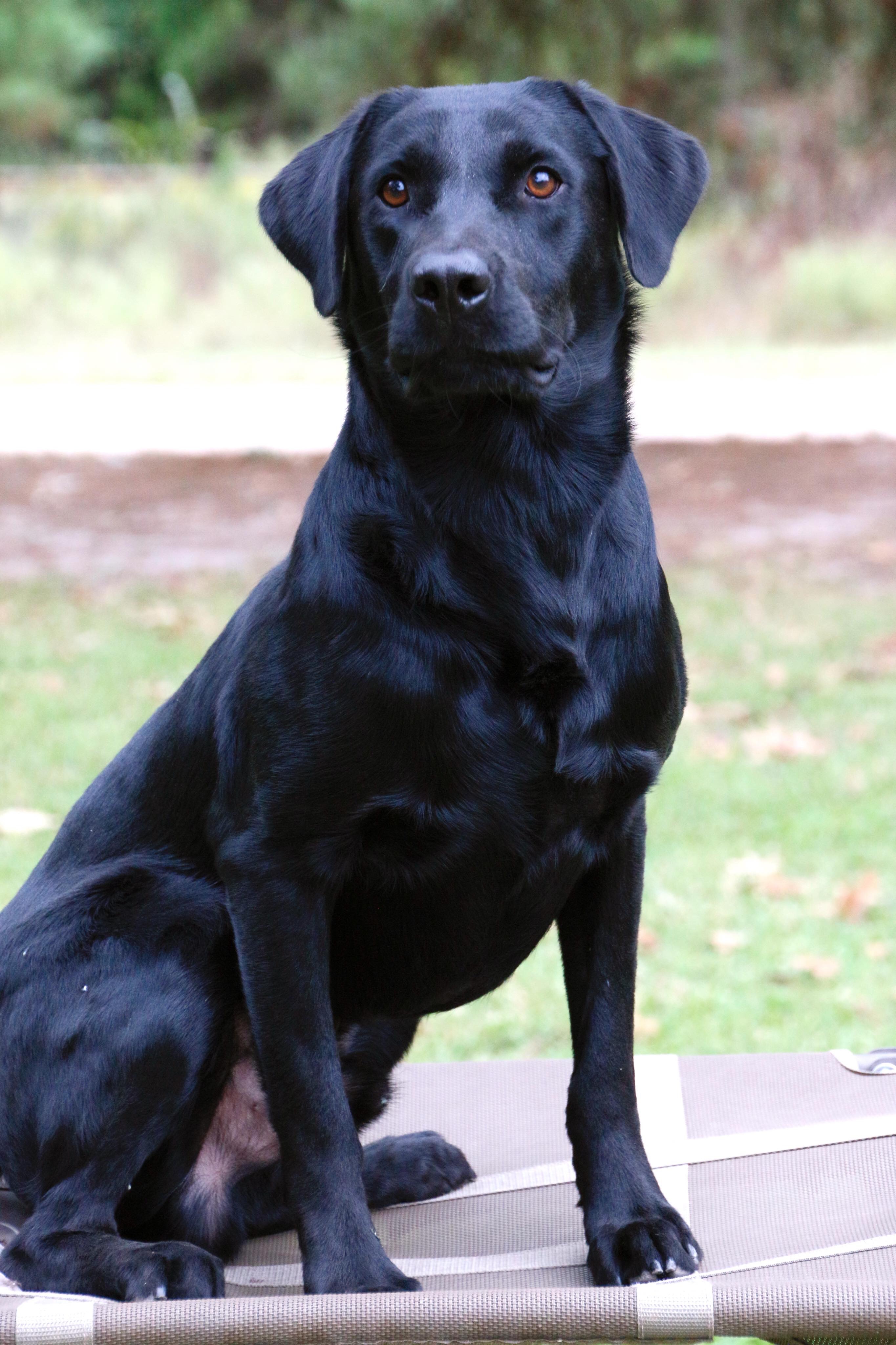 Rivers Rebel Rockstar | Black Labrador Retriver