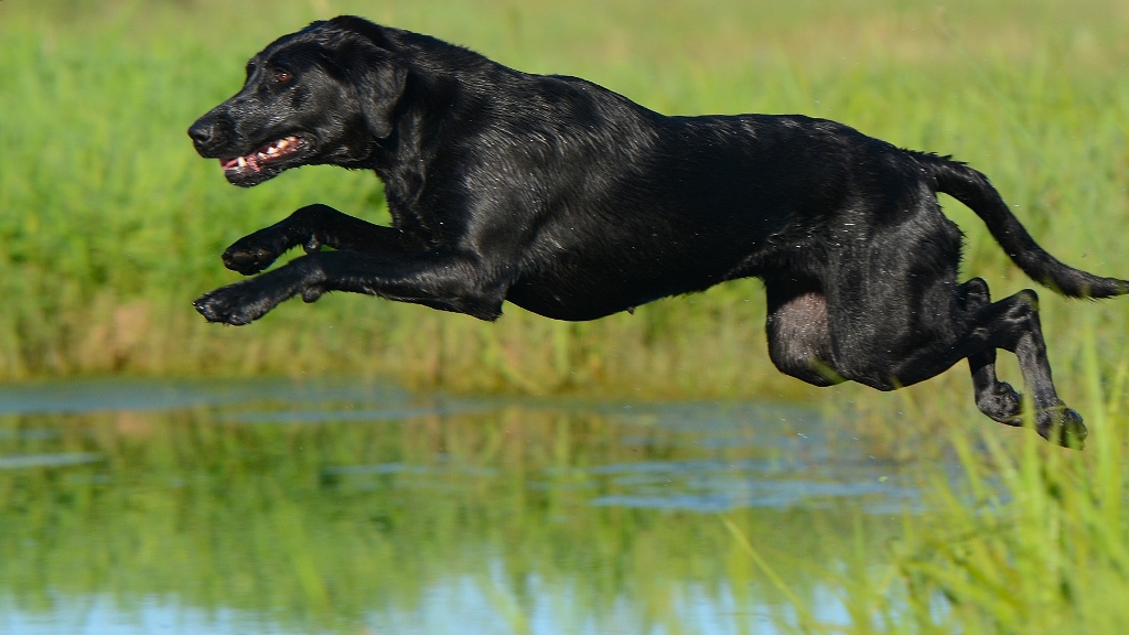 Full Throttle's High Cliff Birdie SH | Black Labrador Retriver