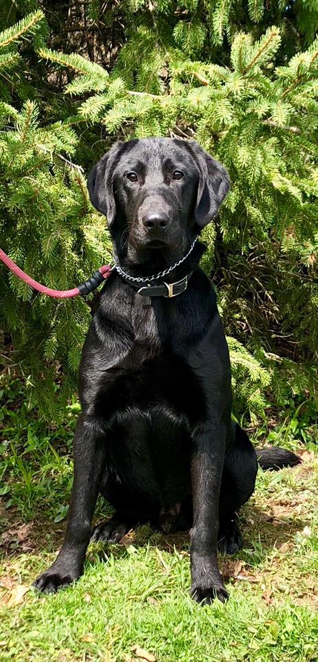 Oaks Point Big Bonanza | Black Labrador Retriver