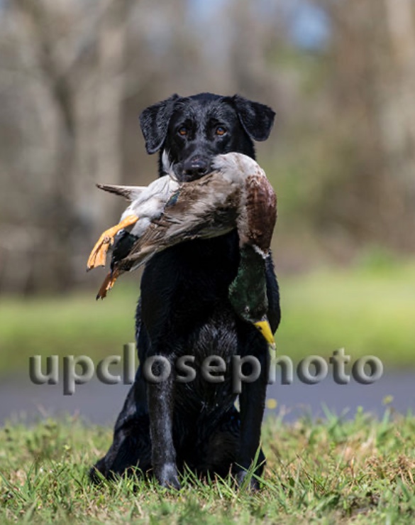 Watermark's Rock N Roll Girl Tina MH QAA | Black Labrador Retriver