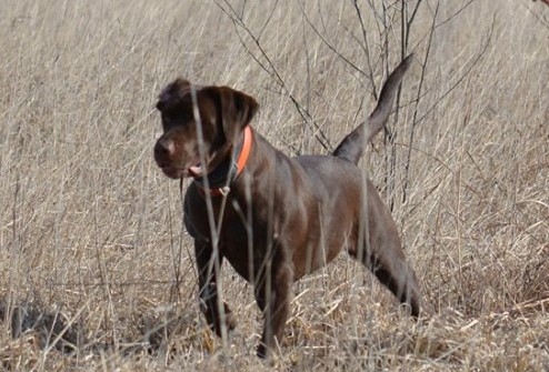 APR HR Fritz's Dakota Scout Of Riverswild | Chocolate Labrador Retriver