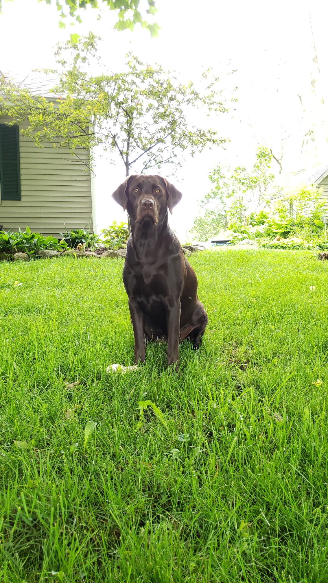 Perci Lynn | Chocolate Labrador Retriver