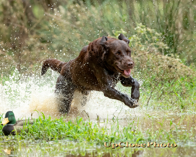 6xGRHRCH UH Mad River's Darby Runnin With Gump MH HOF | Chocolate Labrador Retriver