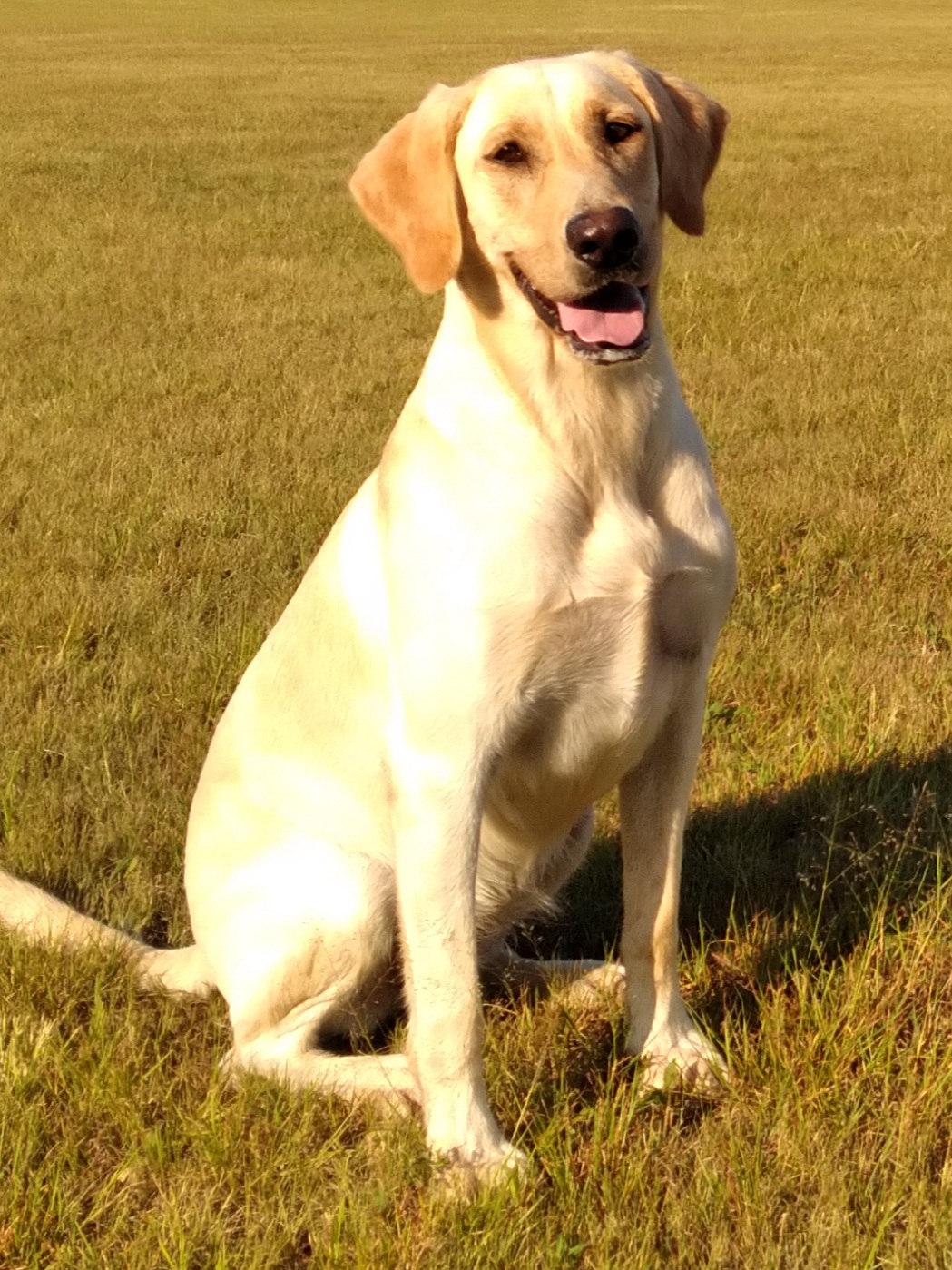 Jet City Late Night In The Phog JH | Yellow Labrador Retriver