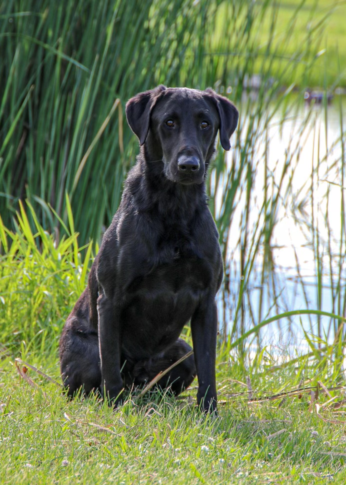 3xGRHRCH UH Blue Water Revival MH | Black Labrador Retriver