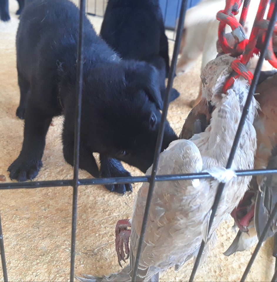 Zeus Gonzalez | Black Labrador Retriver