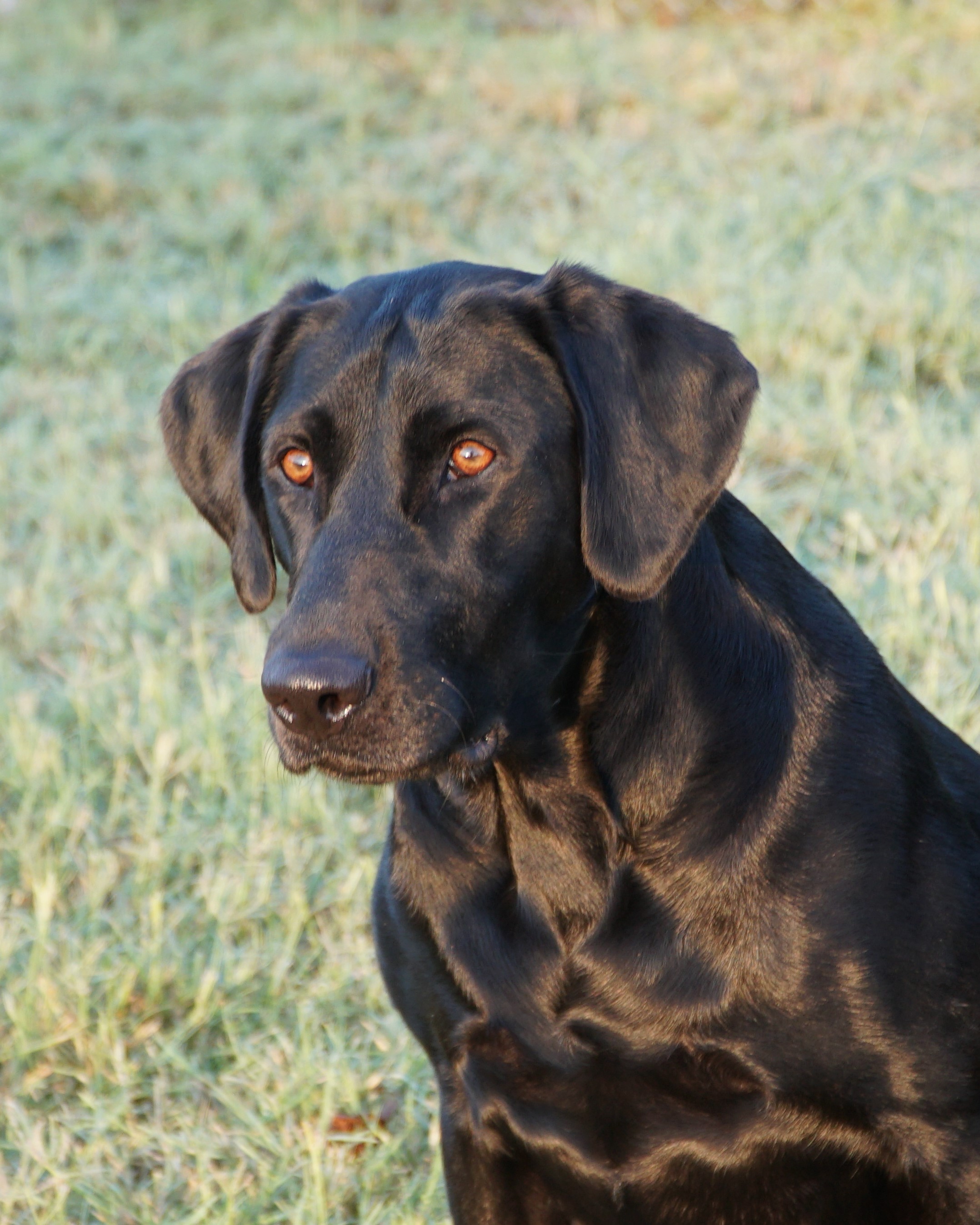 Watermarks Songbird | Black Labrador Retriver