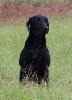 HRCH CFK's Black Lake Backwater Star | Black Labrador Retriver