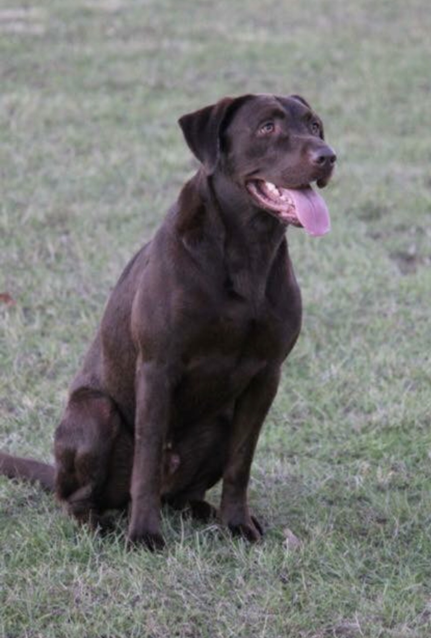 HRCH Big Rich’s Chocolate Thunder | Chocolate Labrador Retriver