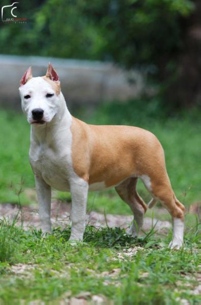 Zheltaya Rhapsody Honeymoon | American Staffordshire Terrier 