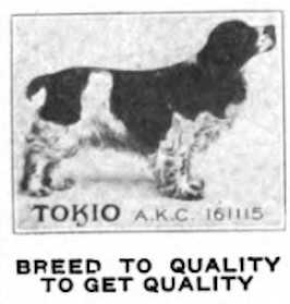 Tokio 161115 | American Cocker Spaniel 