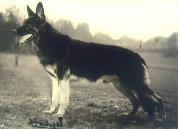 Arko vom Riedersknapp | German Shepherd Dog 