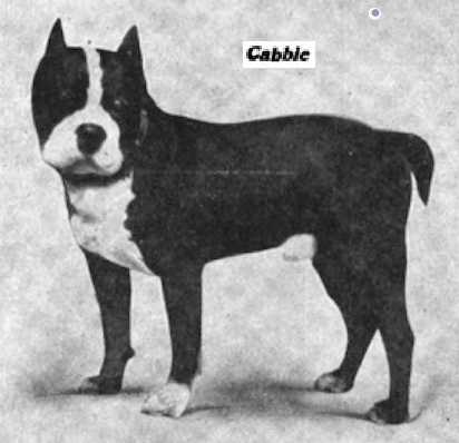 Freymuth's Cabbie (099850) | Boston Terrier 