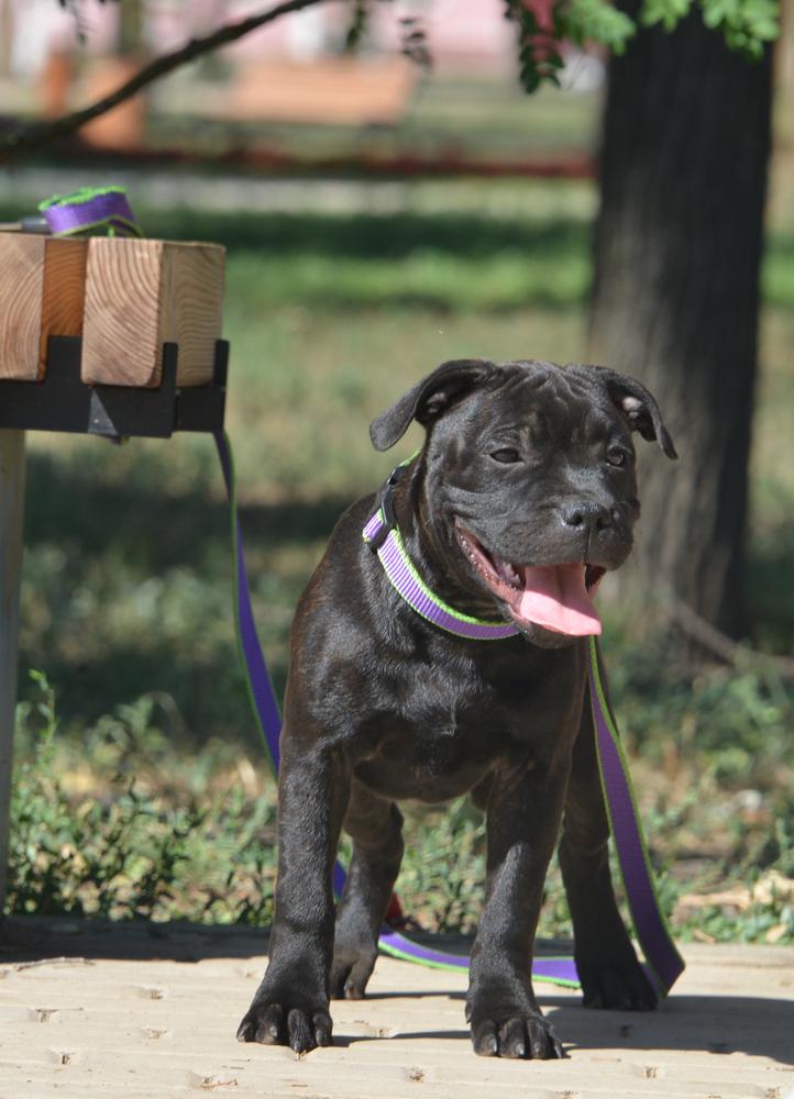 Tairis Vancouver | Staffordshire Bull Terrier 