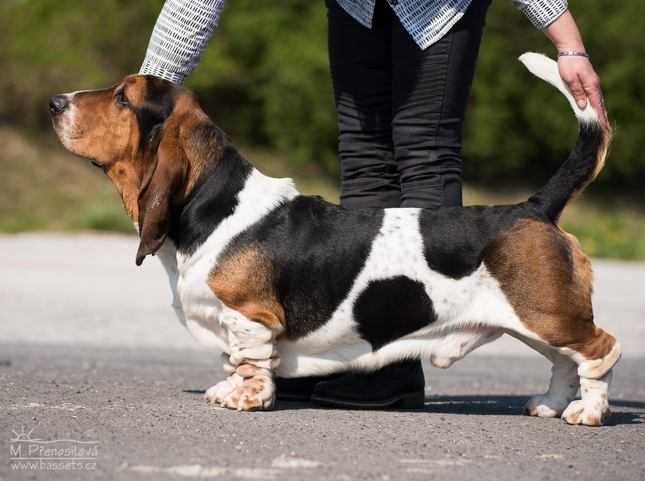 Woferlow Liberty Bell | Basset Hound 