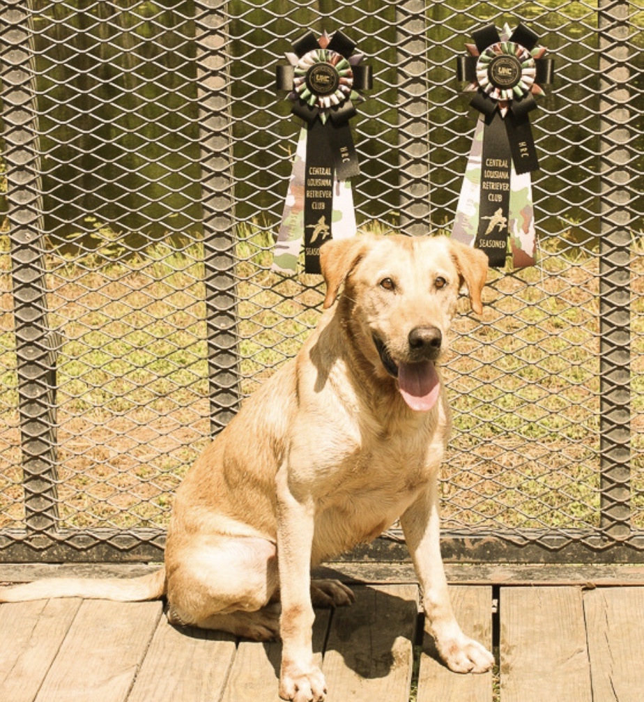 HR Ragin’ Tank On The Geaux | Yellow Labrador Retriver