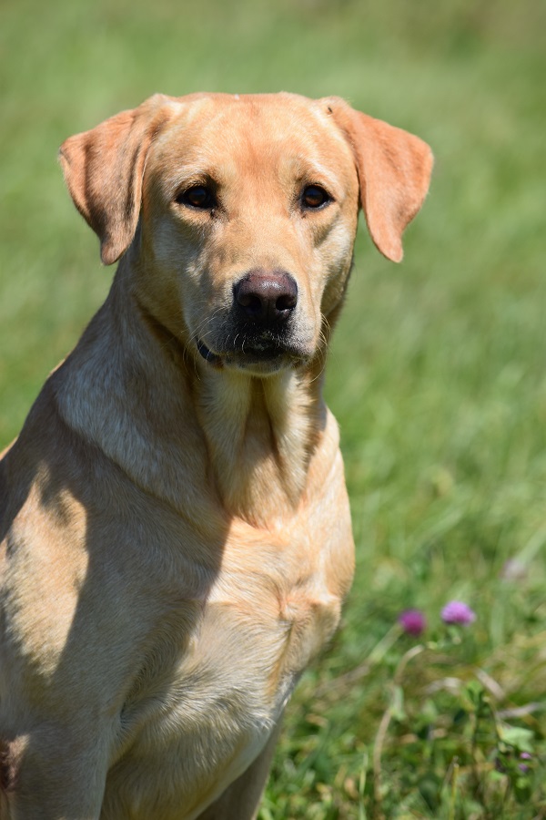 4xGMPR  High Calibers Fatcity Zeus | Yellow Labrador Retriver