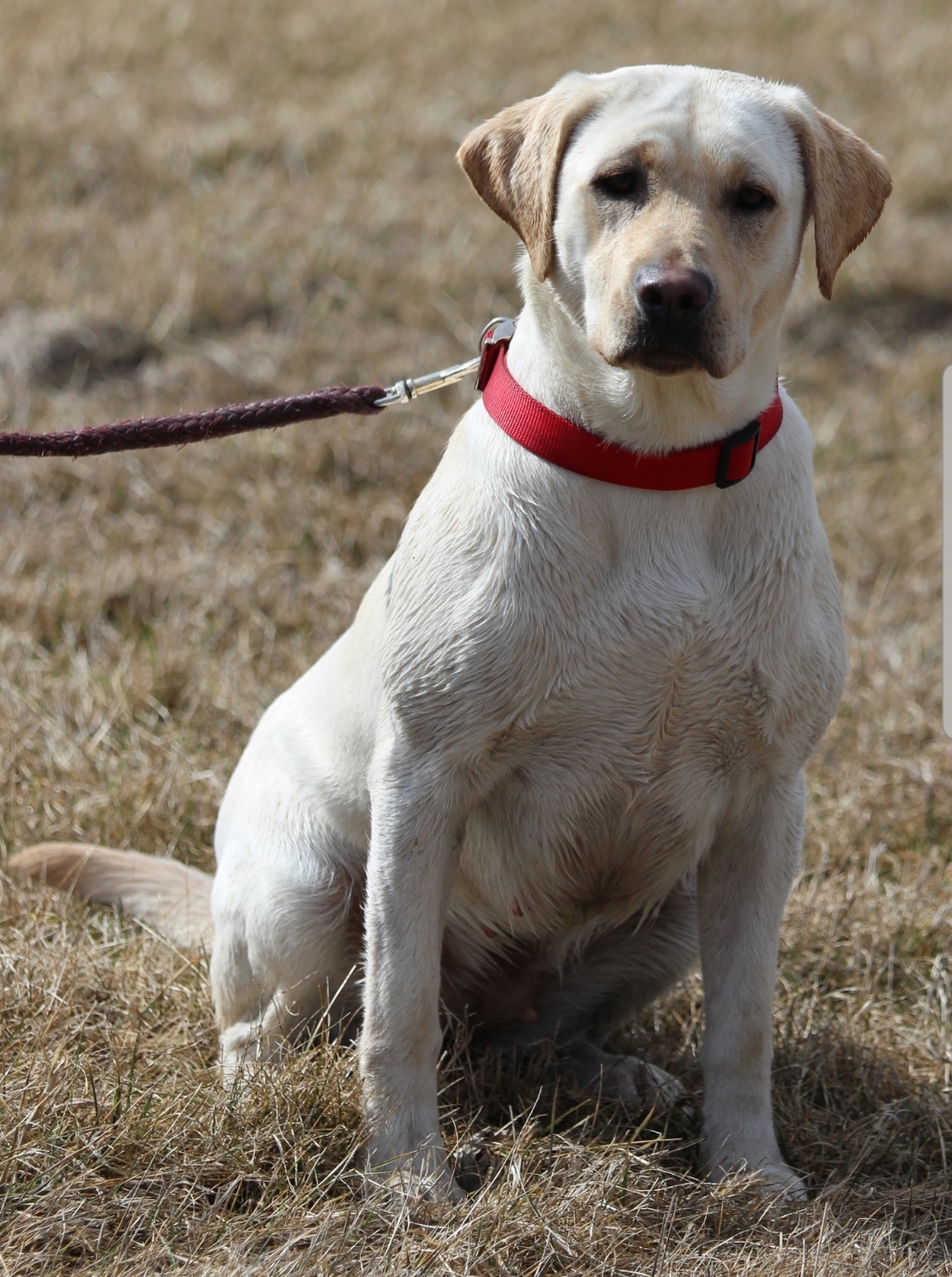 Cvf Evas Laced Seeker | Yellow Labrador Retriver