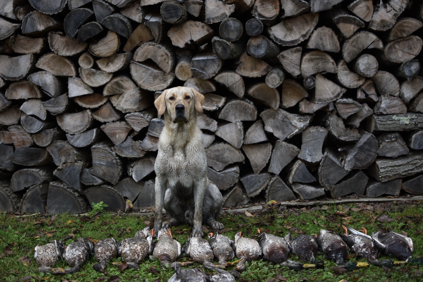 BRIGGS  XXX | Yellow Labrador Retriver