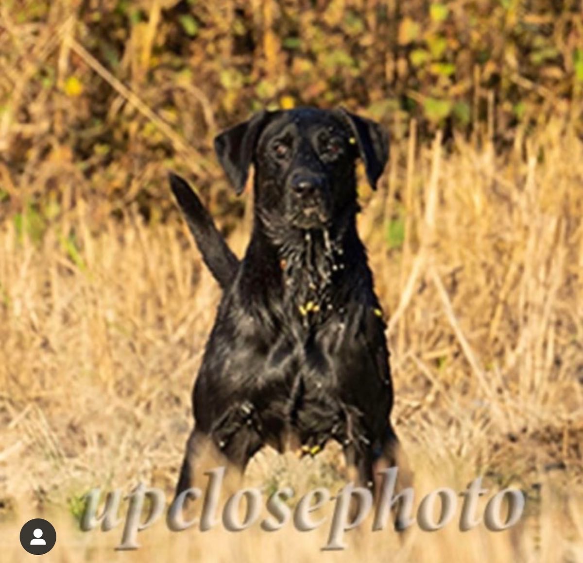 HRCH Sixty Days' Jumpin' Jax MH | Black Labrador Retriver