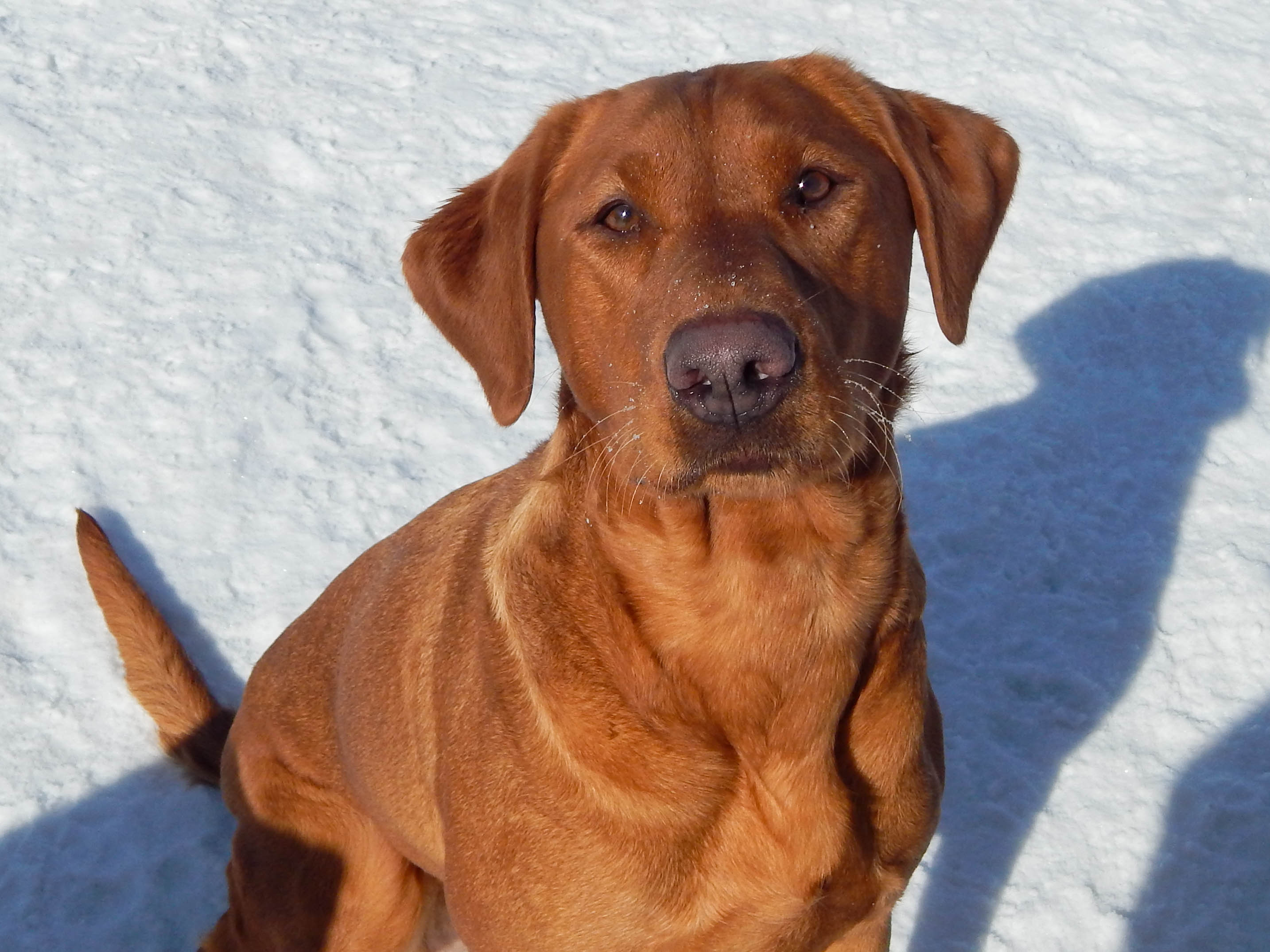 Birddog's Wild Hearts Can't Be Broken | Yellow Labrador Retriver