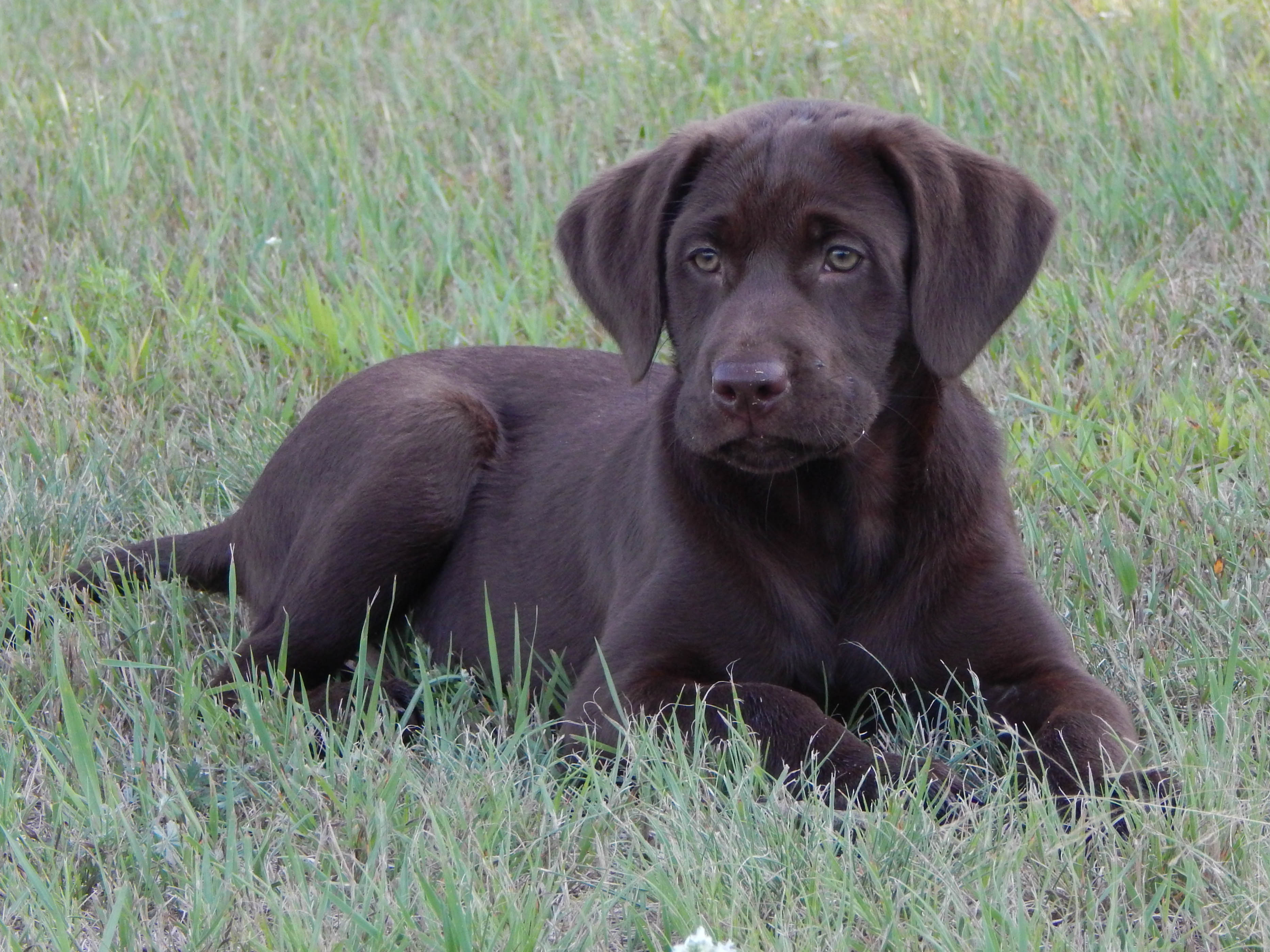 Birddog's Goodtime Carbon Copy | UNKN Labrador Retriver