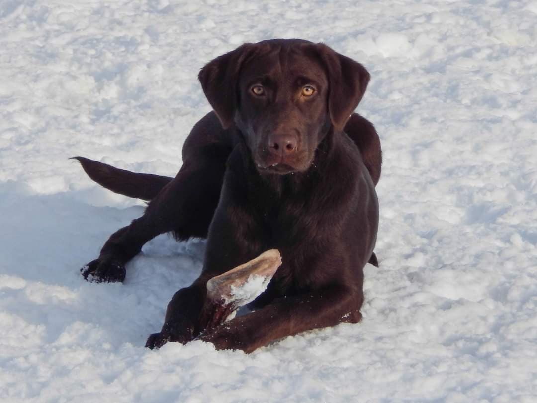 Birddog's Goodtime Carbon Copy | UNKN Labrador Retriver