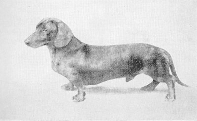 Waldemar von Radeberg | Dachshund 