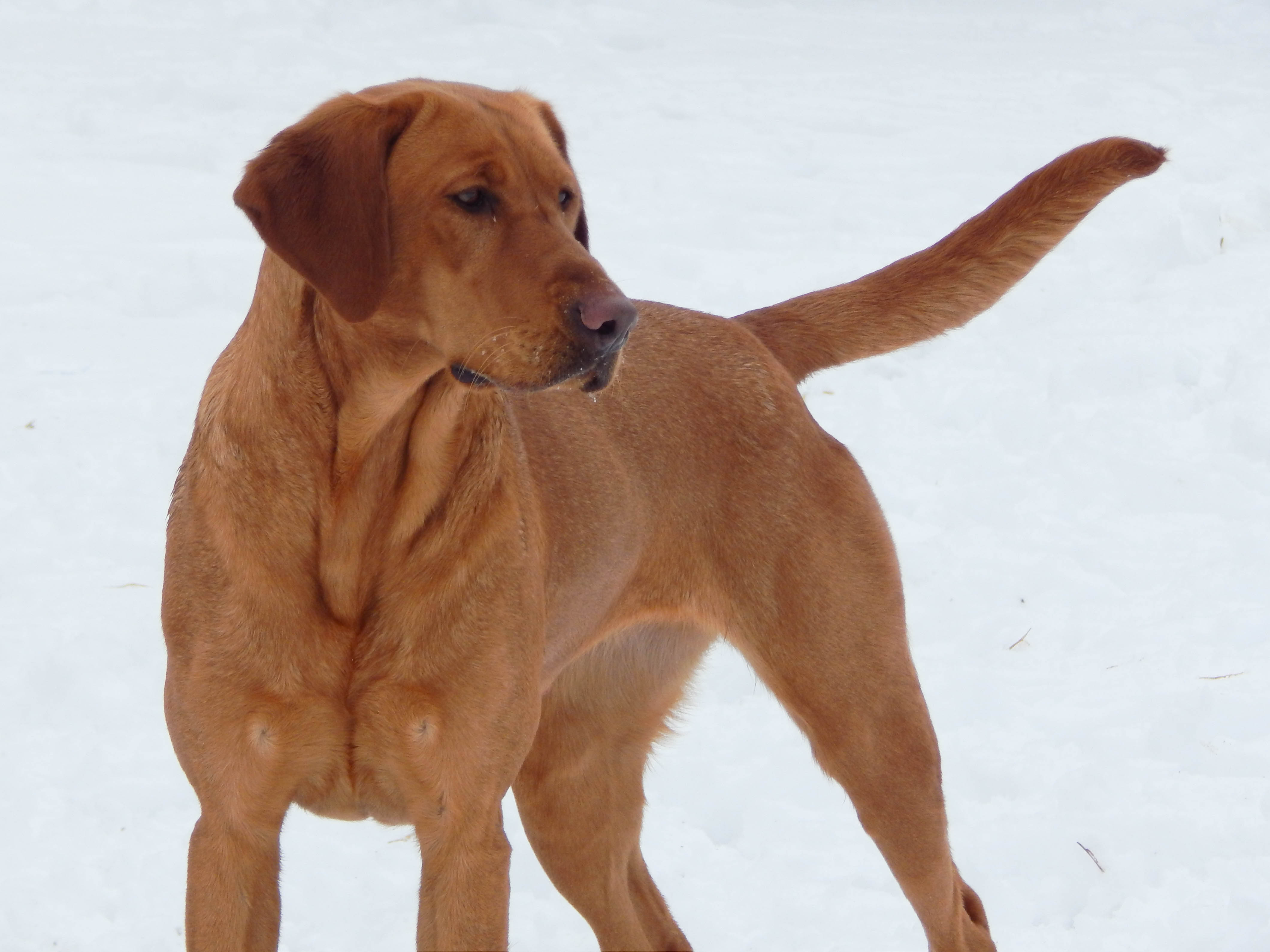 Birddog's Simply Irresistible | Yellow Labrador Retriver