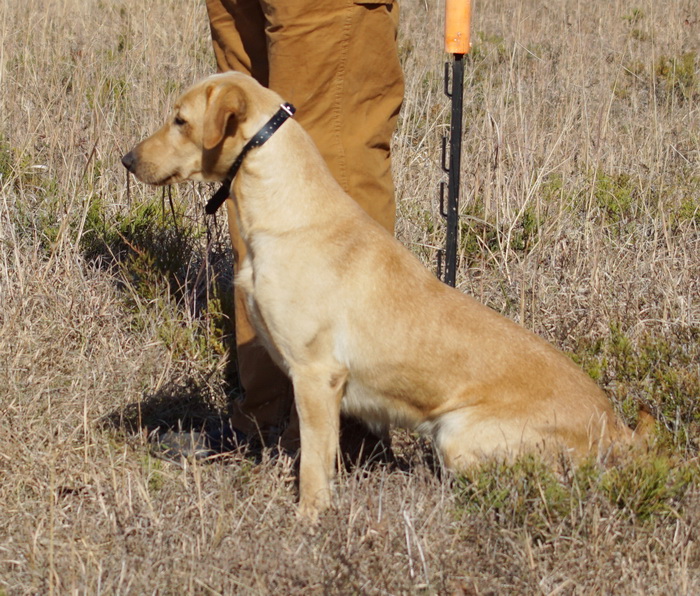 Stoneridge Kickin' Good Time MH | Yellow Labrador Retriver