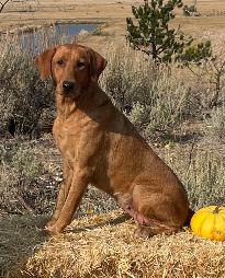 DawgOnIt's Eye On The Sky MH | Yellow Labrador Retriver