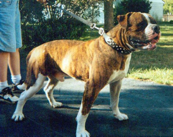 Damron's Returned Ringo | Olde English Bulldogge 