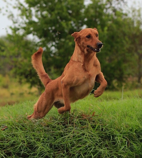 DawgOnIt's Eye On The Sky MH | Yellow Labrador Retriver