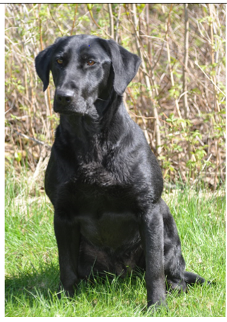 Ajtop Candlewood's Dream Bella | Black Labrador Retriver