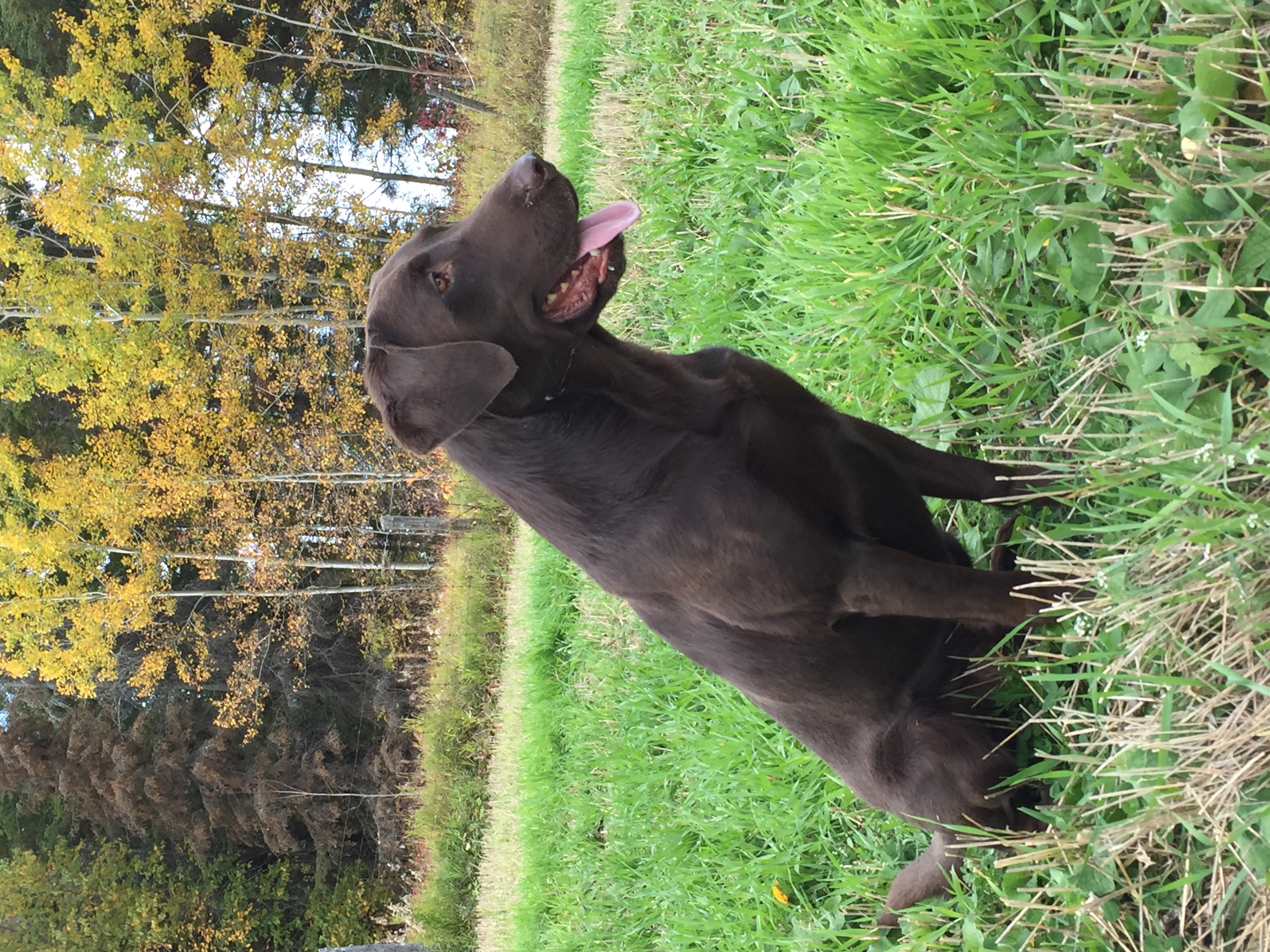 Candlewood 'n Watermark's John Adams | Chocolate Labrador Retriver