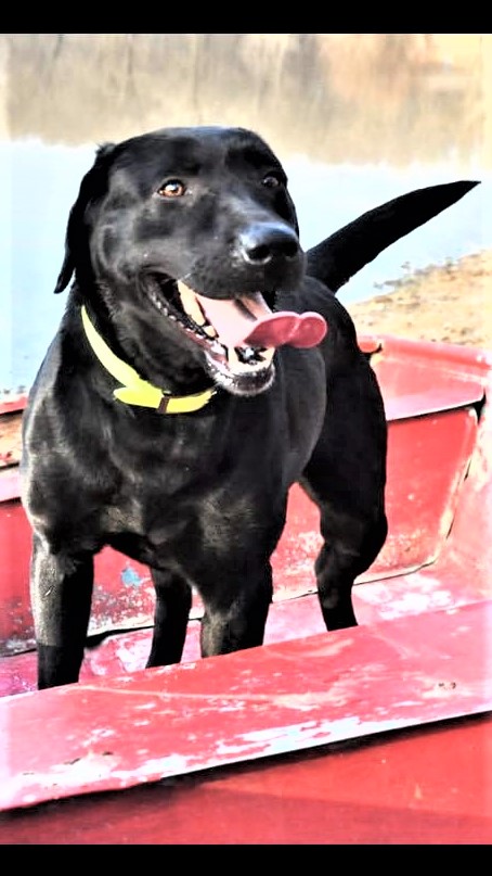 Cedar Creek's Miss Piper | Black Labrador Retriver