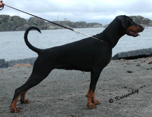 Kriegerhof Incognita | Black Doberman Pinscher