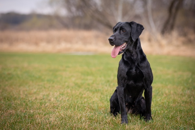 Black Pines Nobody’s Darling RN CGC | Black Labrador Retriver